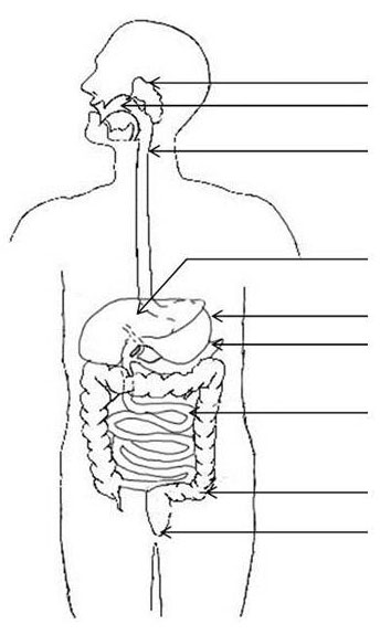 Schéma de l'appareil digestif de l'Homme